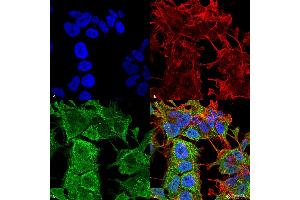 Immunocytochemistry/Immunofluorescence analysis using Mouse Anti-AMIGO-1 Monoclonal Antibody, Clone S86-36 . (AMIGO1 anticorps  (AA 554-574) (Atto 390))