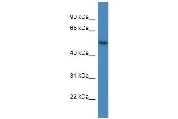 ARHGAP19 anticorps  (C-Term)