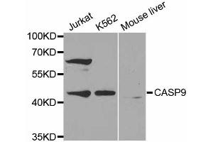 Western blot analysis of extracts of various cell lines, using CASP9 antibody (ABIN5971434) at 1:300 dilution. (Caspase 9 anticorps)