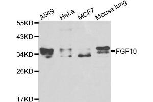 Western blot analysis of extracts of various cell lines, using FGF10 antibody (ABIN5970543) at 1/1000 dilution. (FGF10 anticorps)