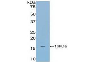 Western blot analysis of recombinant Mouse TPS. (TPSAB1 anticorps  (AA 149-273))