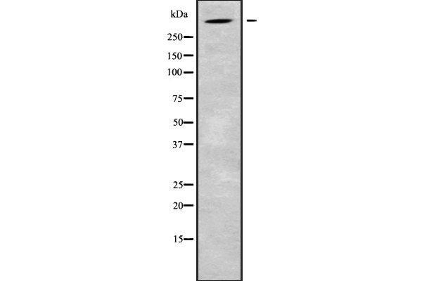 ALMS1 anticorps  (C-Term)