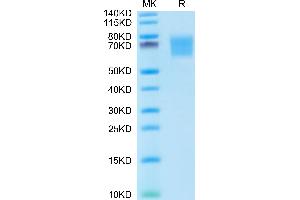 SDS-PAGE (SDS) image for FGFR2 alpha (AA 22-378) protein (His tag) (ABIN7274648)