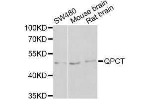 Western blot analysis of extracts of various cell lines, using QPCT antibody (ABIN2564834) at 1:1000 dilution. (QPCT anticorps)