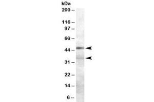 Western blot testing of 293 lysate with PLAU antibody at 0. (PLAU anticorps)