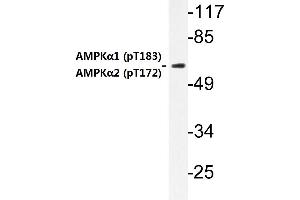 Western blot (WB) analysis of p-AMPKα1/2 antibody in extracts from HuvEc cells . (PRKAA1 anticorps  (pThr174))