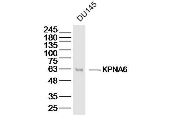 KPNA6 anticorps  (AA 101-200)