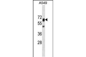 PTPN11 Antibody (ABIN659154 and ABIN2843774) western blot analysis in A549 cell line lysates (35 μg/lane). (PTPN11 anticorps)