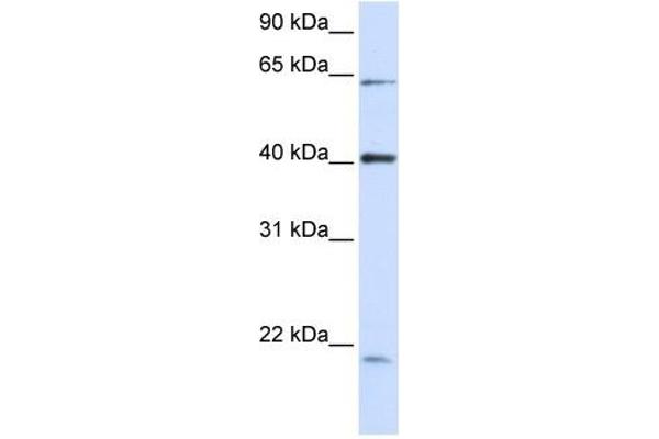 C19orf46 anticorps  (N-Term)