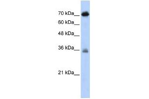 WB Suggested Anti-NKRF Antibody Titration:  0. (NKRF anticorps  (N-Term))