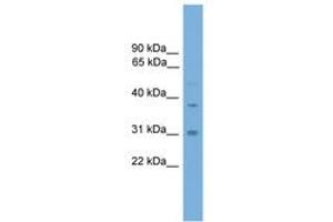 Image no. 1 for anti-Aryl Hydrocarbon Receptor Interacting Protein (AIP) (C-Term) antibody (ABIN6745237) (AIP anticorps  (C-Term))