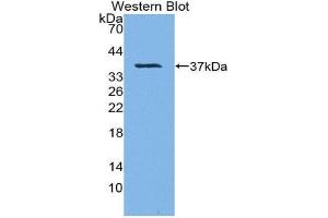 Western Blotting (WB) image for anti-Protein tyrosine Phosphatase, Receptor Type, S (PTPRS) (AA 77-361) antibody (ABIN1863080) (PTPRS anticorps  (AA 77-361))