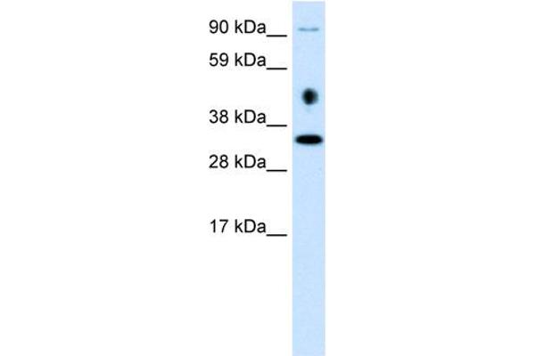 EN2 anticorps  (C-Term)