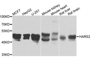 Western blot analysis of extracts of various cells, using HARS2 antibody. (HARS2 anticorps)