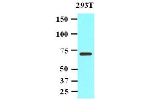 PPM1G anticorps  (AA 317-546)