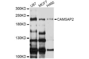 Western blot analysis of extracts of various cell lines, using CAMSAP2 Antibody (ABIN5996416) at 1/1000 dilution. (CAMSAP2 anticorps)