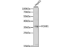 Western blot analysis of extracts of HepG2 cells, using FOXB1 antibody (ABIN7267233) at 1:1000 dilution. (FOXB1 anticorps  (C-Term))