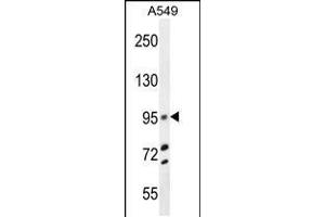 Western blot analysis in A549 cell line lysates (35ug/lane). (TRIM9 anticorps  (C-Term))
