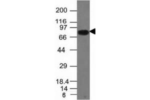 Western blot analysis of Daudi cell lysate using CD86 antibody (C86/1146). (CD86 anticorps)