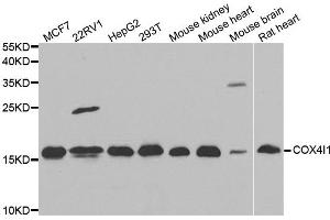 Western blot analysis of extracts of various cell lines, using COX4I1 antibody. (COX IV anticorps)