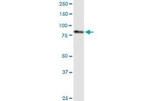 PNPT1 MaxPab rabbit polyclonal antibody. (PNPT1 anticorps  (AA 1-783))