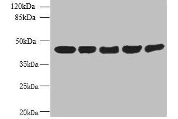 ARPM1 anticorps  (AA 1-372)