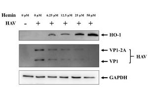 Changes in HO-1 and HAV proteins according to hemin concentration. (HAV VP1 anticorps)