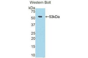 Western Blotting (WB) image for anti-Fibrinogen beta Chain (FGB) (AA 45-491) antibody (Biotin) (ABIN1174350) (Fibrinogen beta Chain anticorps  (AA 45-491) (Biotin))