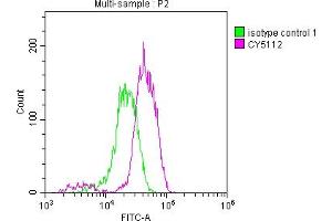 Overlay histogram showing Jurkat cells stained with ABIN7127467 (red line) at 1:50. (Recombinant EGFR anticorps)