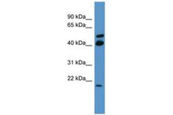 RERG anticorps  (C-Term)