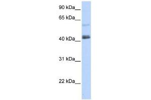 PRDM15 antibody used at 0. (PRDM15 anticorps  (C-Term))