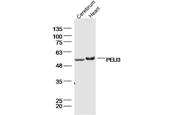 Pellino 3 anticorps  (AA 301-400)