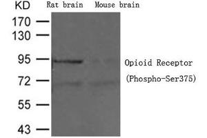 Western blot analysis of extracts from Rat brain tissue and Mouse brain tissue using Opioid Receptor (Phospho-Ser375) Antibody. (Mu Opioid Receptor 1 anticorps  (pSer375))