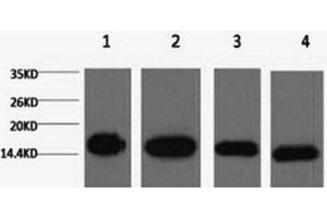 Western Blot analysis of 1) Hela, 2) Raw264. (Histone 3 anticorps)
