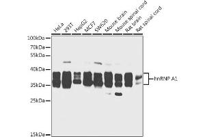 Western blot analysis of extracts of various cell lines, using hnRNP  antibody (2446) at 1:1000 dilution. (HNRNPA1 anticorps  (AA 1-140))