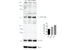 Western Blot analysis of Human iPSC-derived cortical neurons showing detection of Tau protein using Rabbit Anti-Tau Monoclonal Antibody, Clone AH36 (ABIN6932894). (tau anticorps  (pSer202, pThr205) (APC))