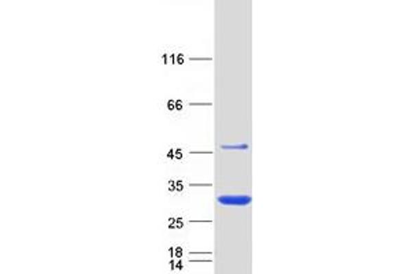 N6AMT2 Protein (Myc-DYKDDDDK Tag)