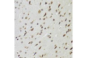 Immunohistochemistry of paraffin-embedded rat brain using EDF1 antibody. (EDF1 anticorps)