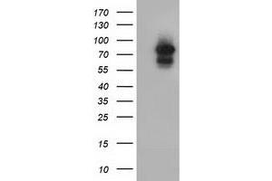 Western Blotting (WB) image for anti-Aryl Hydrocarbon Receptor Nuclear Translocator (ARNT) antibody (ABIN1496730) (ARNT anticorps)