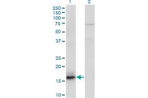 Western Blot analysis of AGR2 expression in transfected 293T cell line by AGR2 monoclonal antibody (M05A), clone 1C9. (AGR2 anticorps  (AA 1-175))