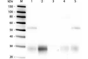 Western Blot of Anti-Rabbit IgG F(ab')2 (GOAT) Antibody . (Chèvre anti-Lapin IgG (F(ab')2 Region) Anticorps - Preadsorbed)