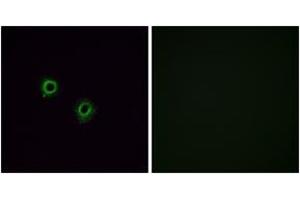 Immunofluorescence (IF) image for anti-Olfactory Receptor, Family 2, Subfamily J, Member 3 (OR2J3) (AA 262-311) antibody (ABIN2890985) (OR2J3 anticorps  (AA 262-311))