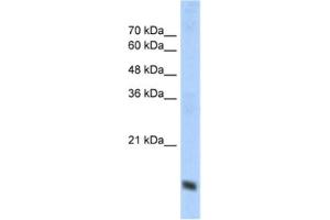 Western Blotting (WB) image for anti-Cytochrome C Oxidase Subunit IV Isoform 1 (COX4I1) antibody (ABIN2462631) (COX IV anticorps)