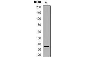 Western blot analysis of PEX2 expression in Hela (A) whole cell lysates. (PEX2 anticorps  (N-Term))