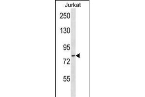 HJURP Antibody (C-term) (ABIN657329 and ABIN2846399) western blot analysis in Jurkat cell line lysates (35 μg/lane). (HJURP anticorps  (C-Term))
