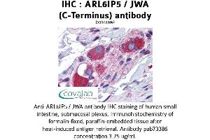 Image no. 1 for anti-ADP-Ribosylation-Like Factor 6 Interacting Protein 5 (Arl6ip5) (C-Term) antibody (ABIN1731951) (ARL6IP5 anticorps  (C-Term))