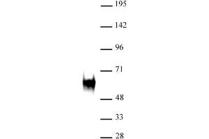 c-Fos (pAb) tested by Western blot. (c-FOS anticorps)