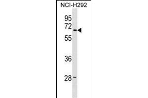 LMBR1 Antibody (Center) (ABIN1538208 and ABIN2848930) western blot analysis in NCI- cell line lysates (35 μg/lane). (LMBR1 anticorps  (AA 262-290))