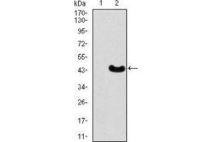 Western Blotting (WB) image for anti-Myocyte Enhancer Factor 2C (MEF2C) (AA 1-125) antibody (ABIN1098145)