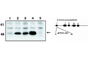 Western blot analysis using Manti-p53 cln. (p53 anticorps  (AA 16-25))